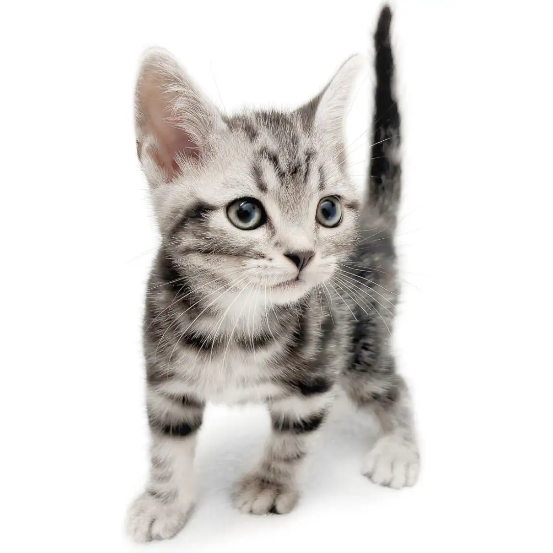 アメリカンショートヘア