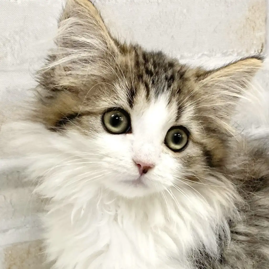 ノルウェージャンフォレストキャット