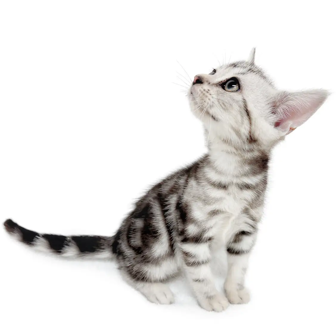 アメリカンショートヘア