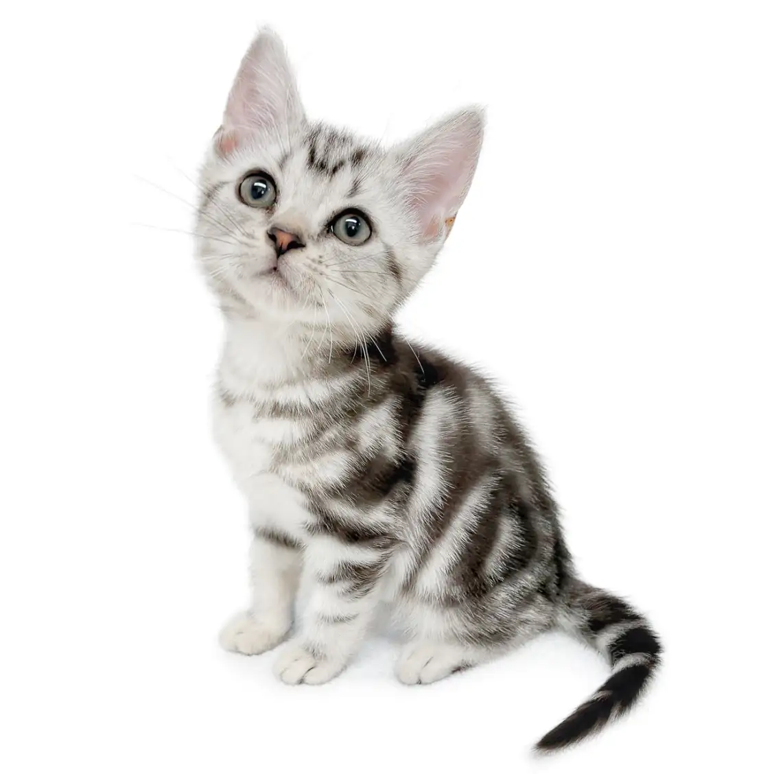 アメリカンショートヘア