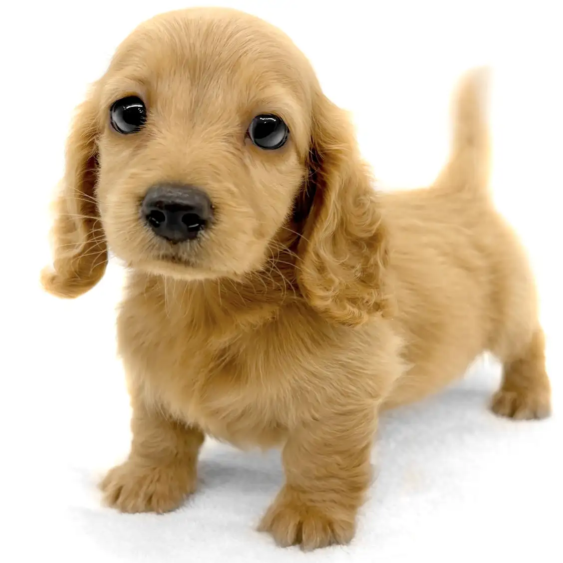 ミニチュア・ダックスフント