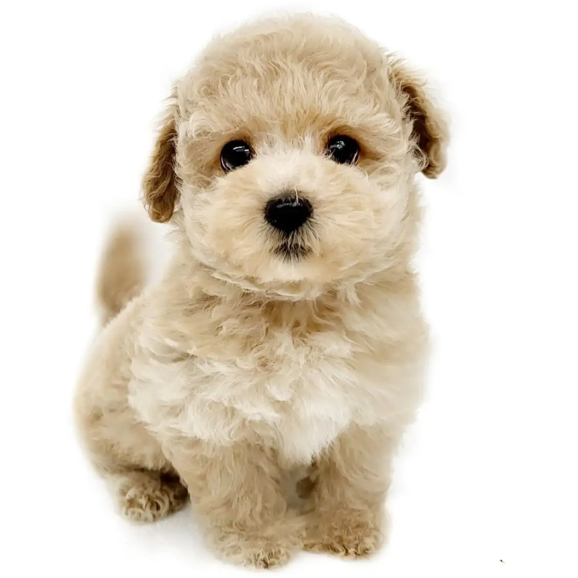 MIX(チワワ×トイプードル)