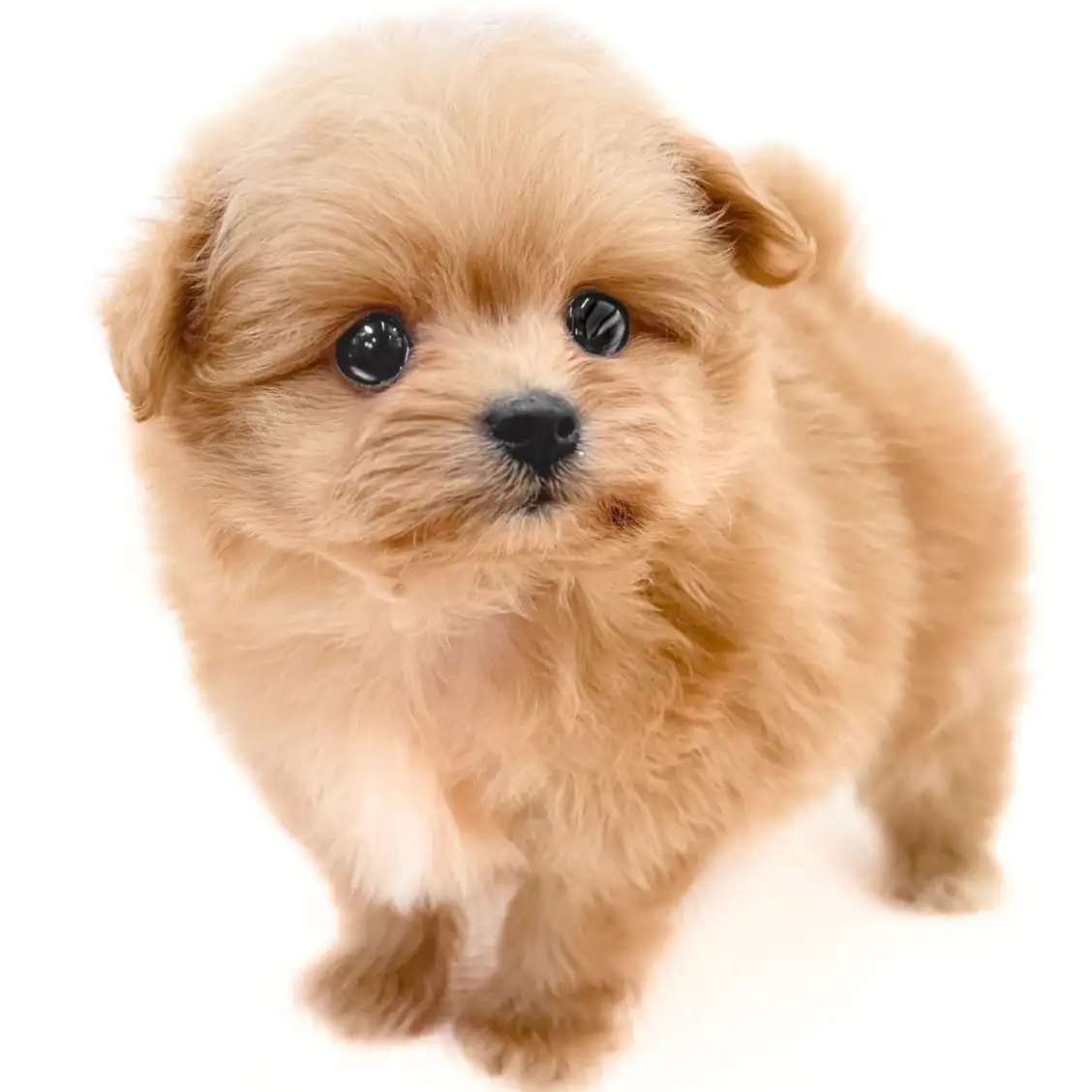 MIX（ポメラニアン×トイプードル）