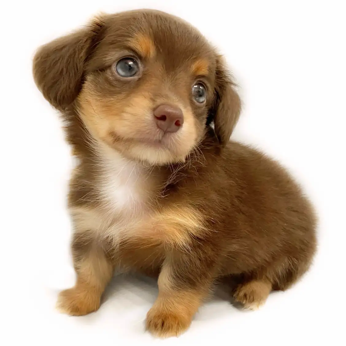 MIX（チワワ×ミニチュアダックスフント）