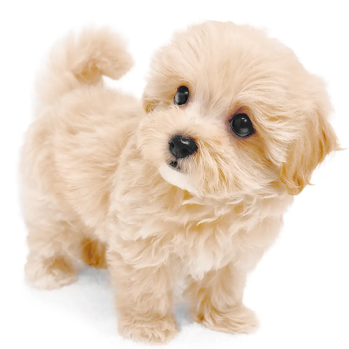 MIX(マルチーズ×トイプードル)