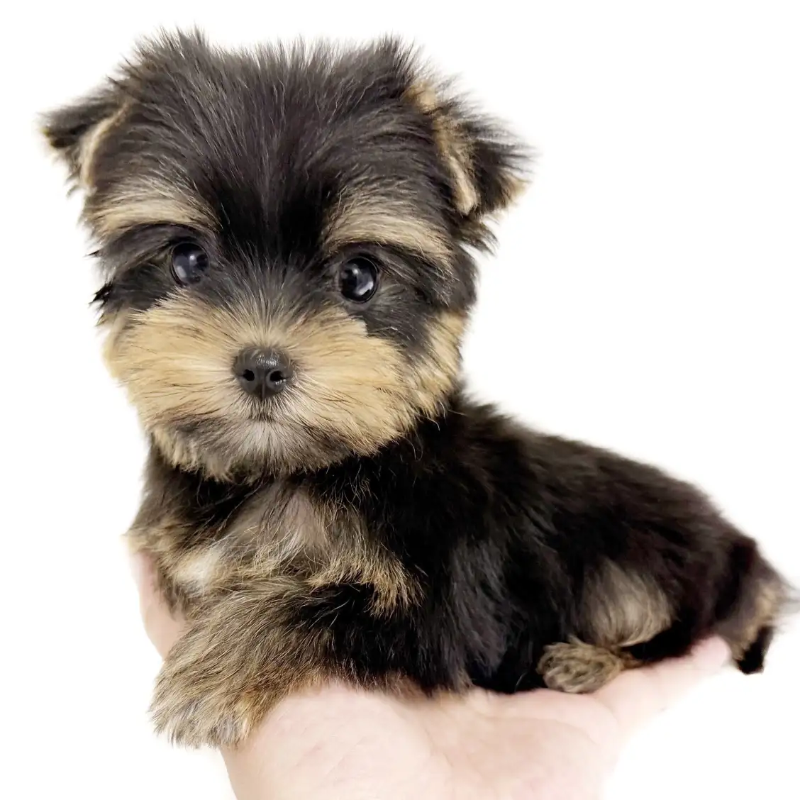 ヨークシャーテリア