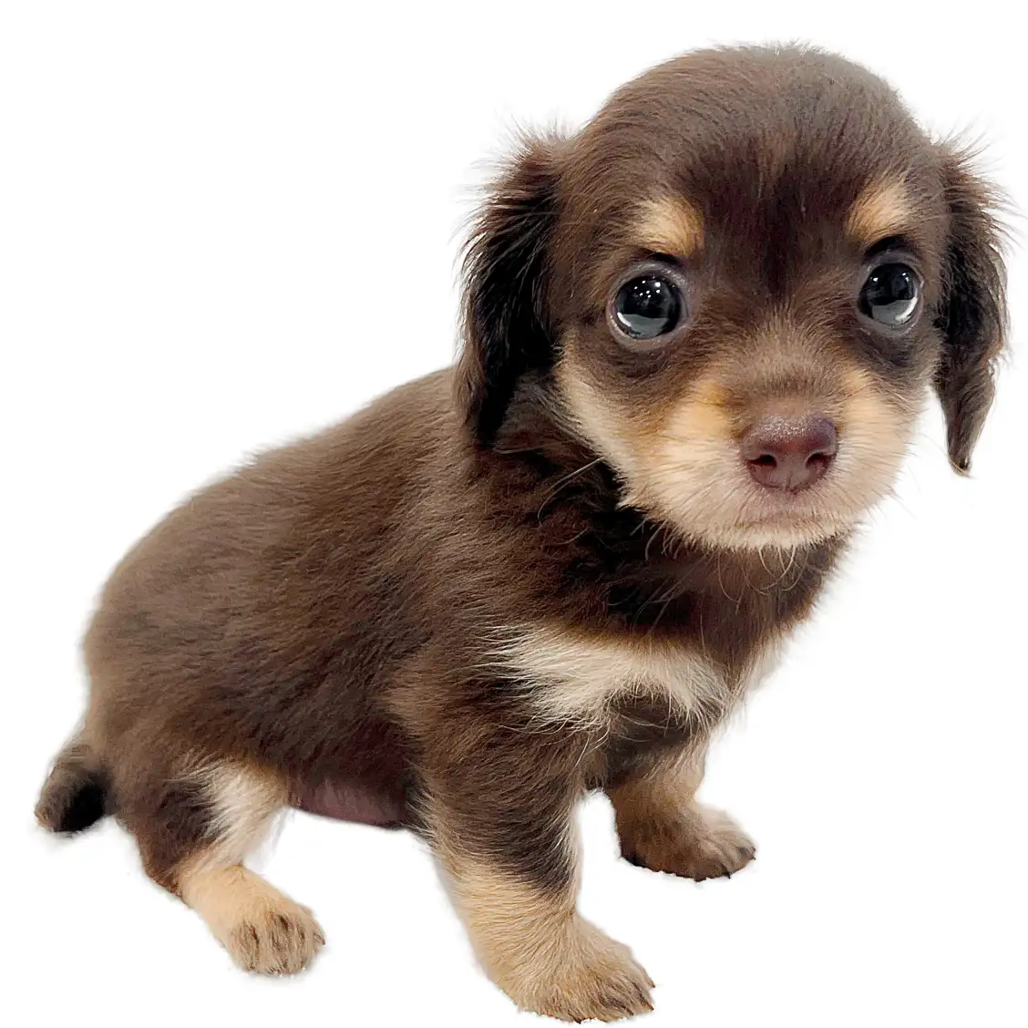 MIX(チワワ×ミニチュアダックスフント)