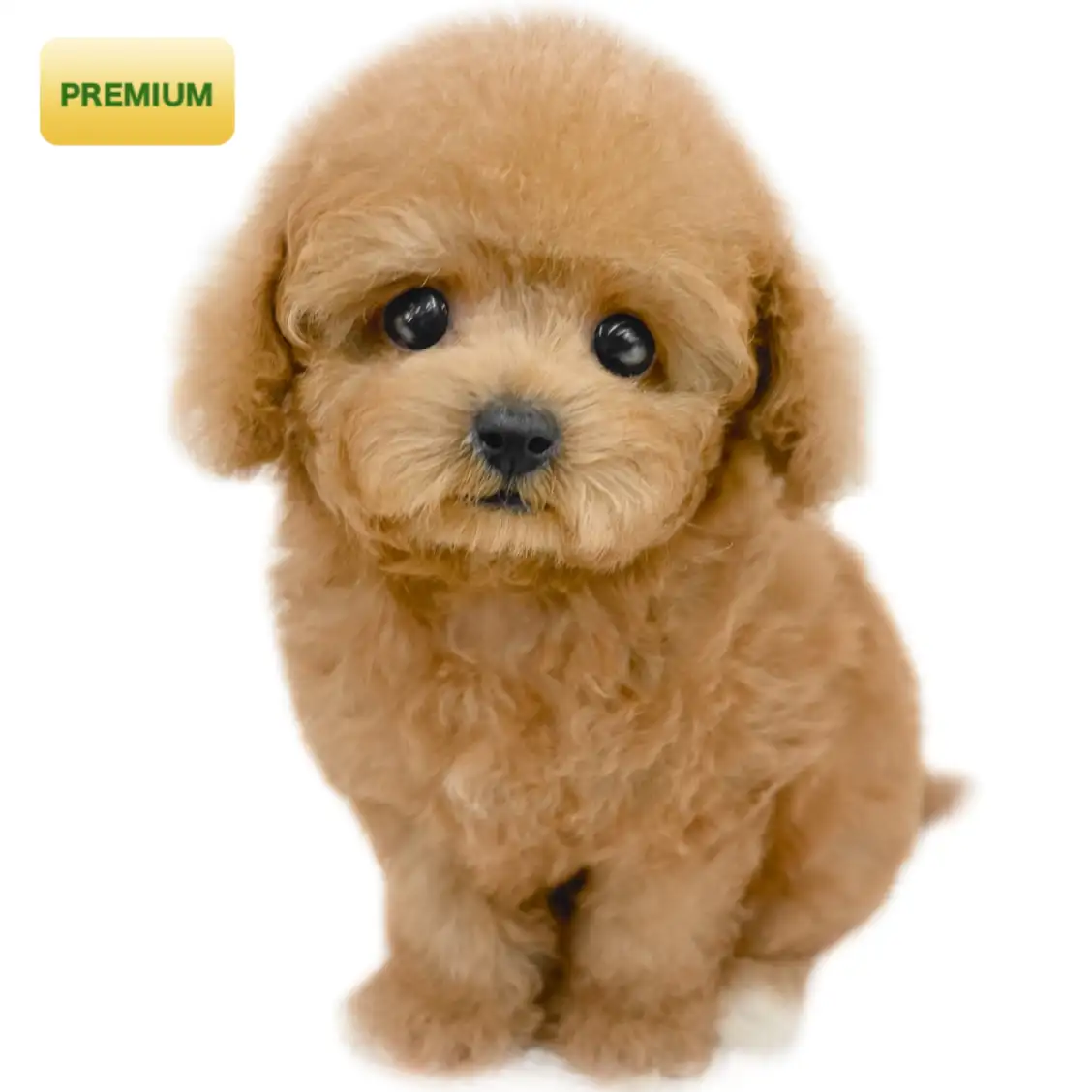 トイ・プードル