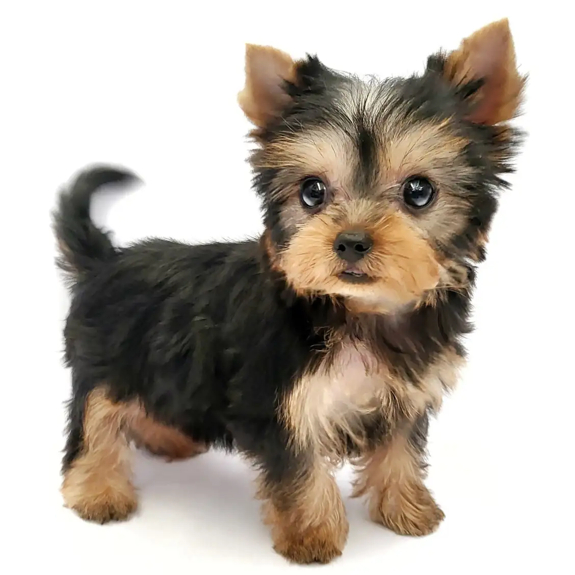 ヨークシャーテリア