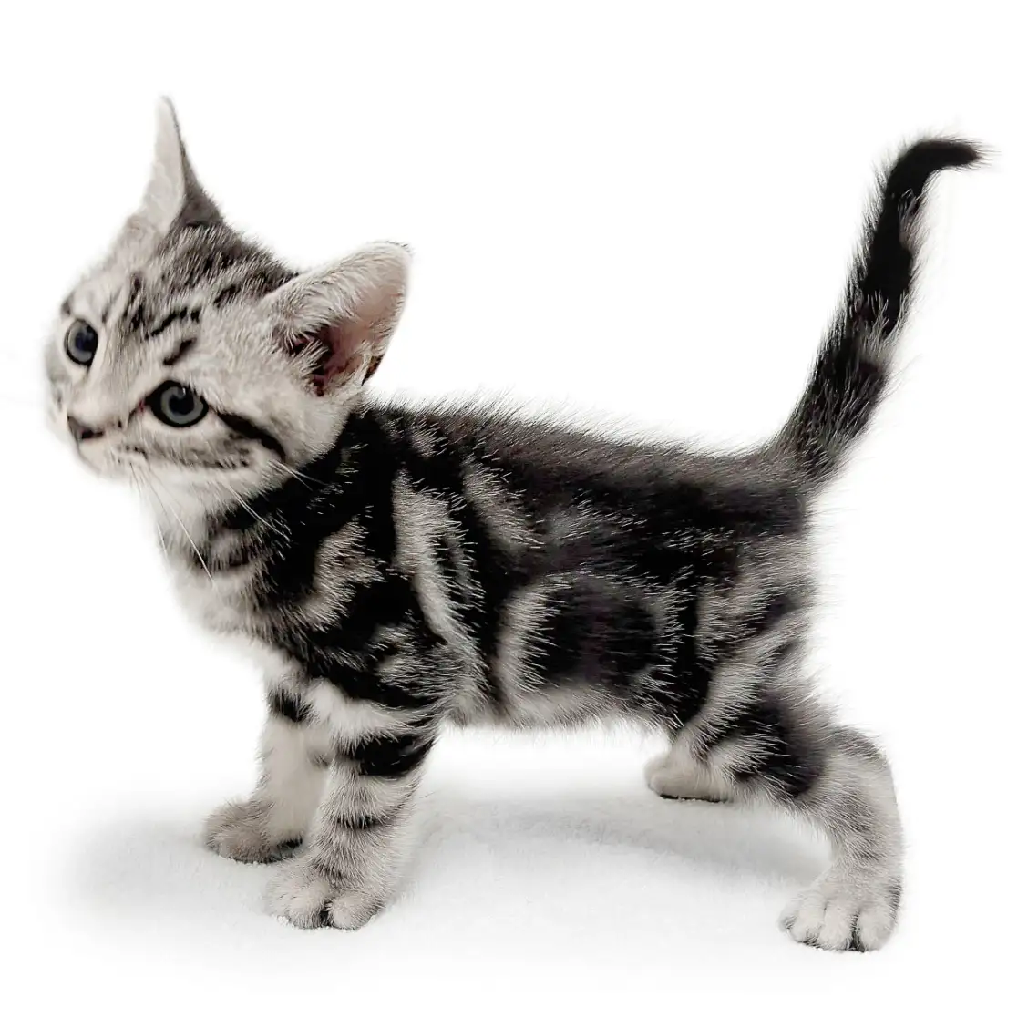 アメリカンショートヘア