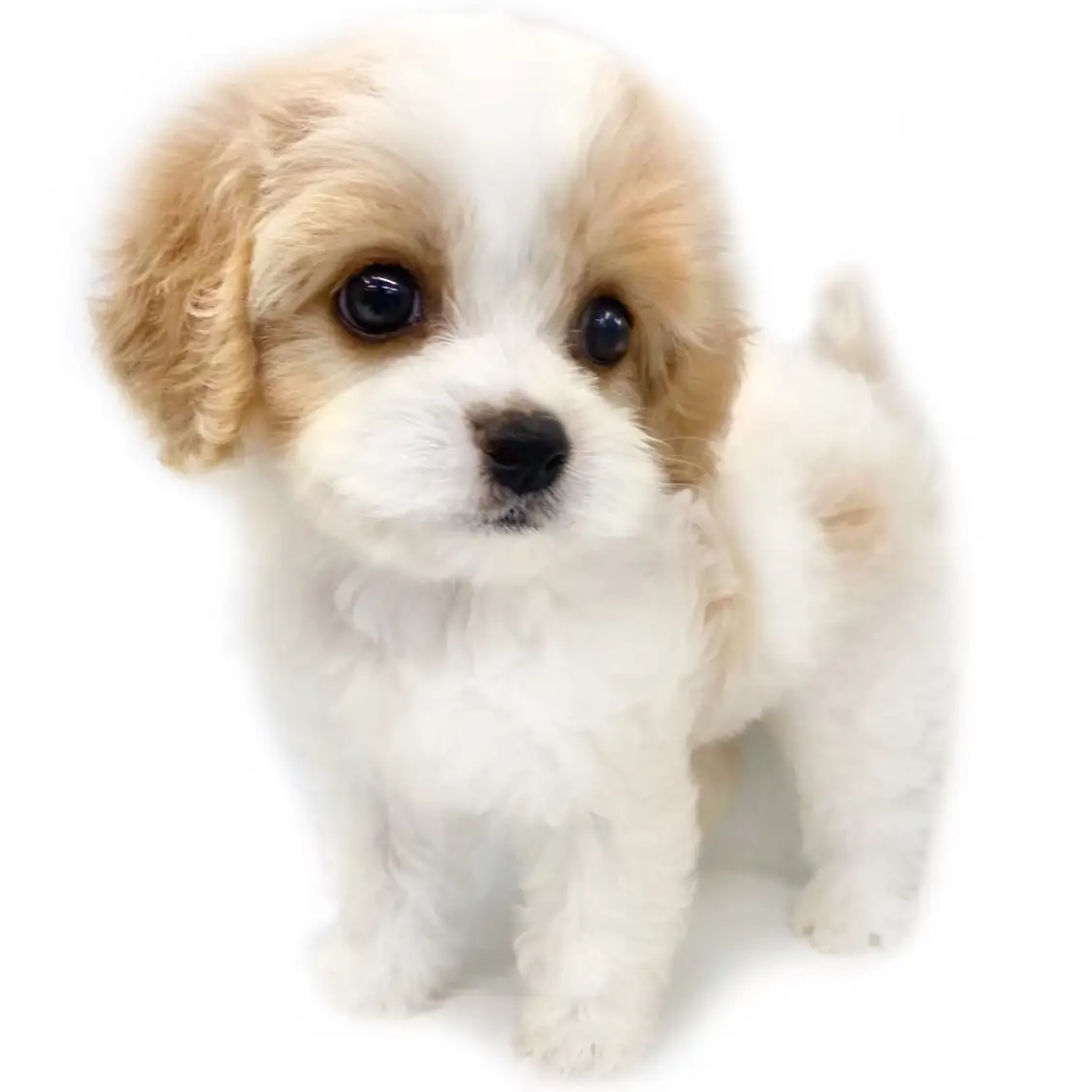 MIX(キャバリアキングチャールズスパニエル×ビションフリーゼ)