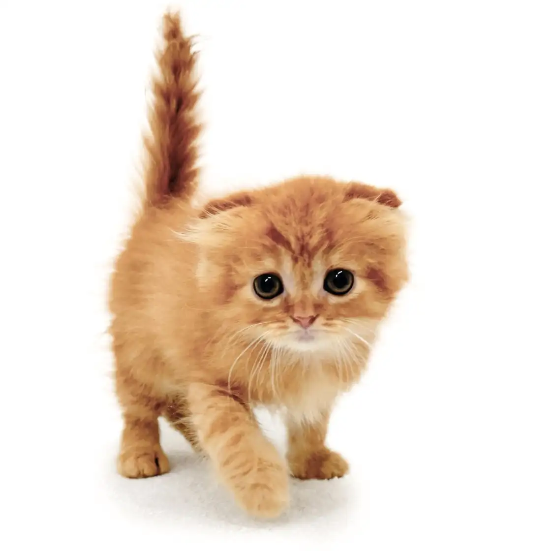 スコティッシュフォールド