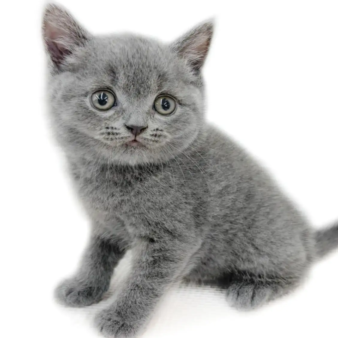 ブリティッシュショートヘア