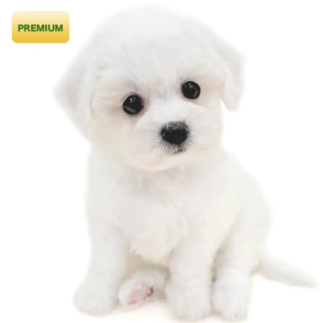 ビションフリーゼ