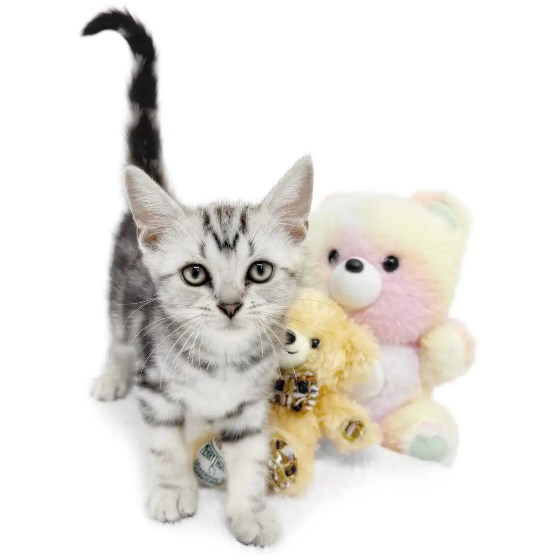 アメリカンショートヘア