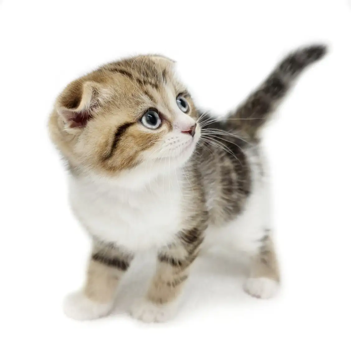 スコティッシュフォールド