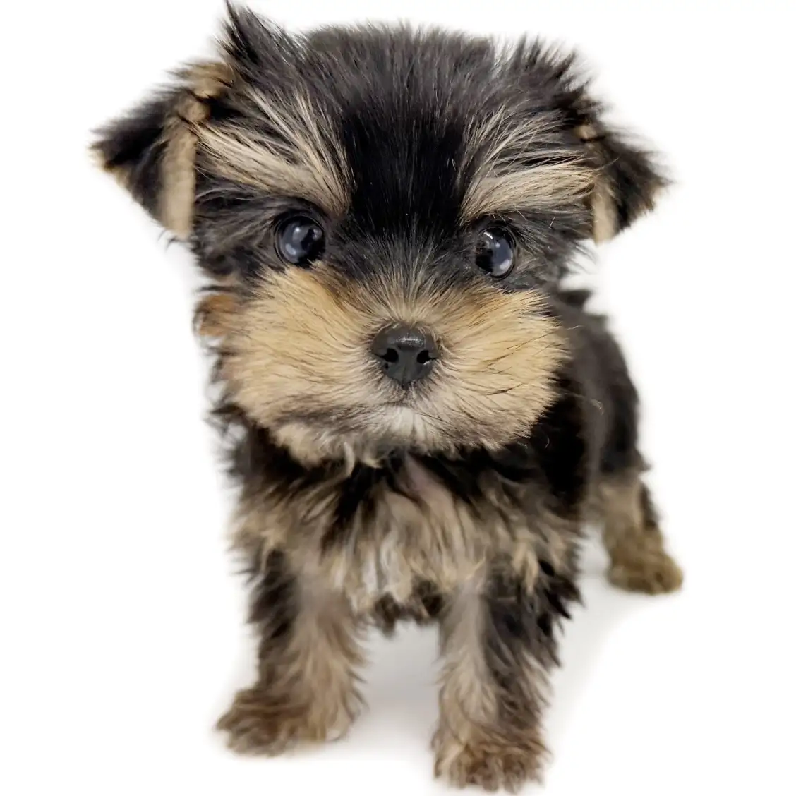 ヨークシャーテリア