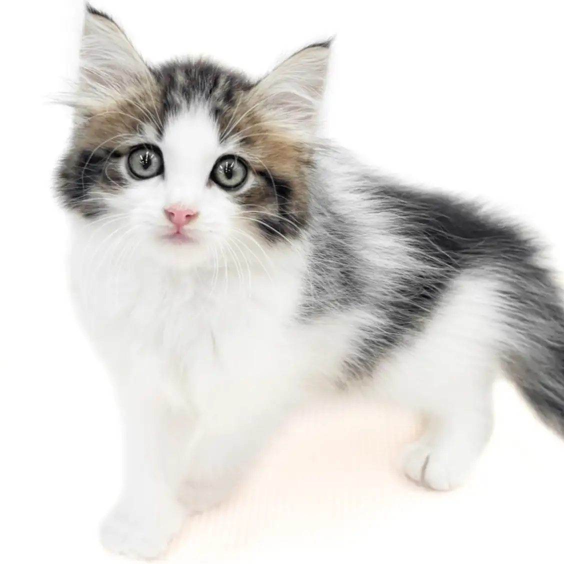 ノルウェージャンフォレストキャット