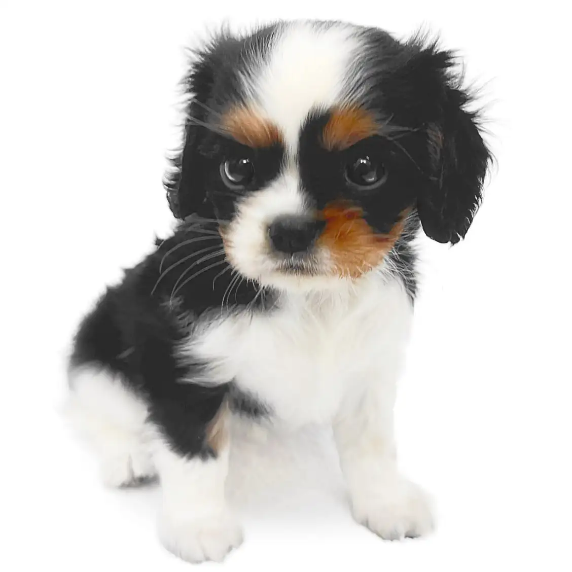 キャバリア・キングチャールズ・スパニエル