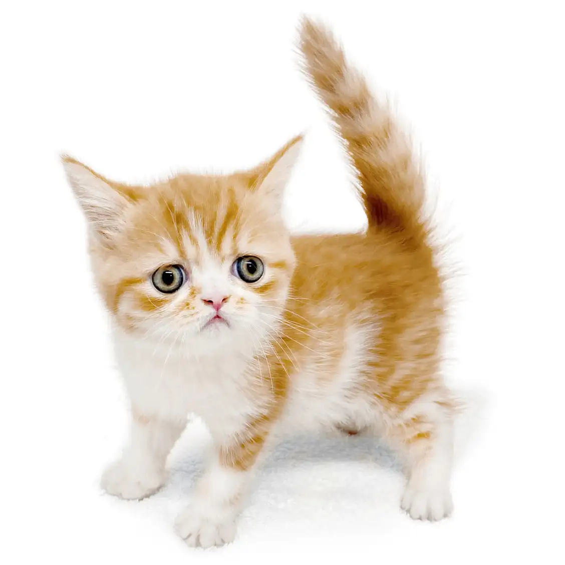 フォールデックス