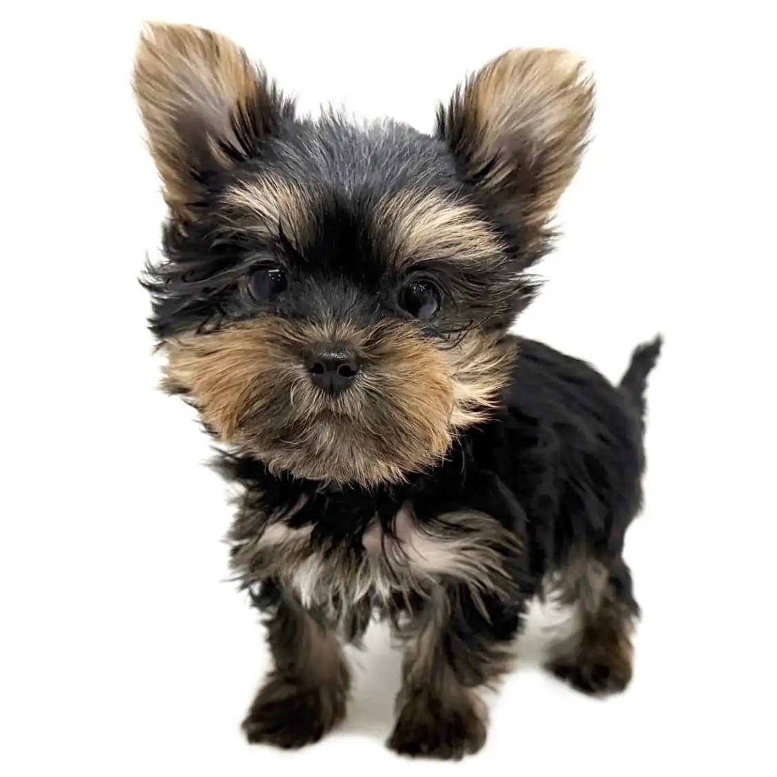 ヨークシャーテリア