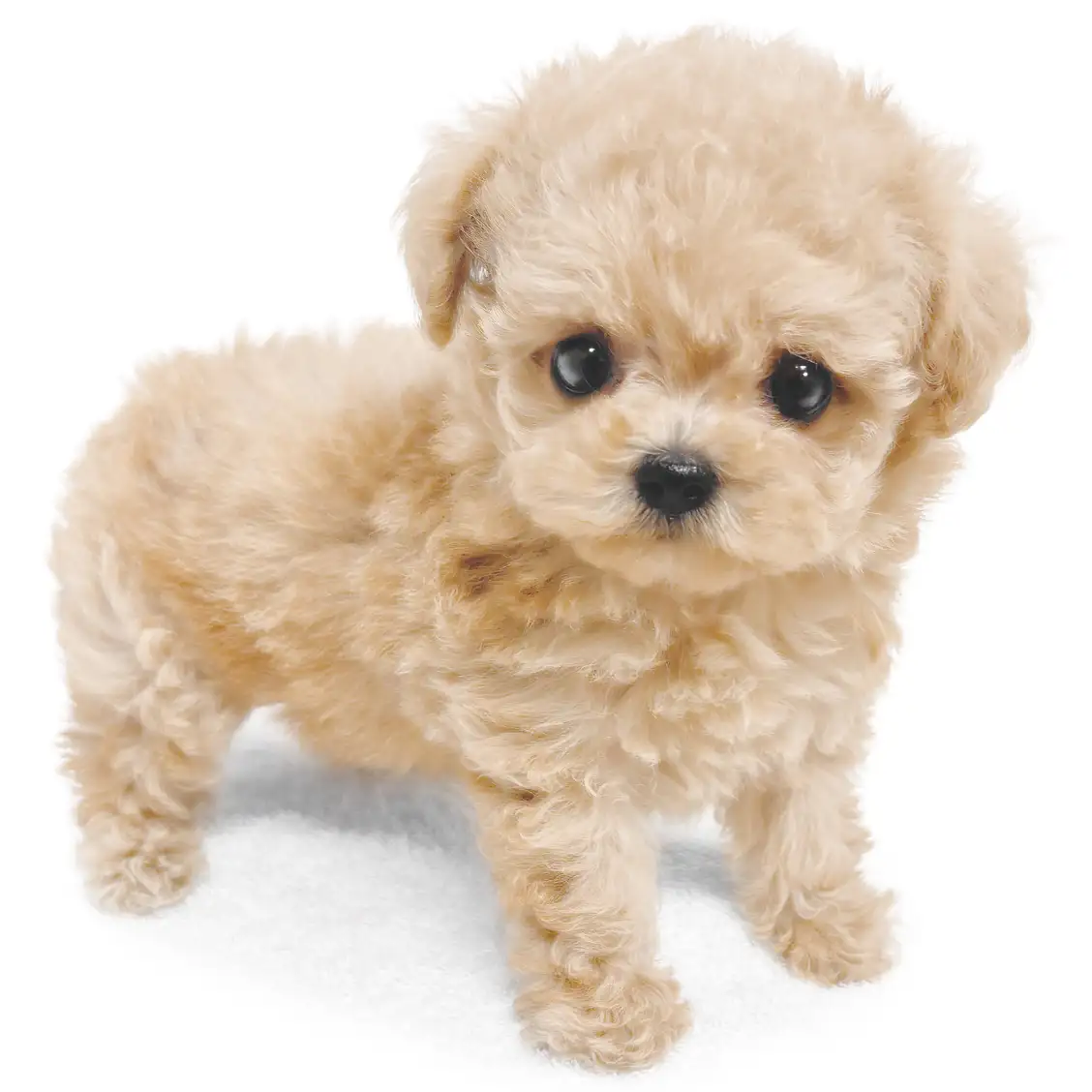 MIX(チワワ×トイプードル)