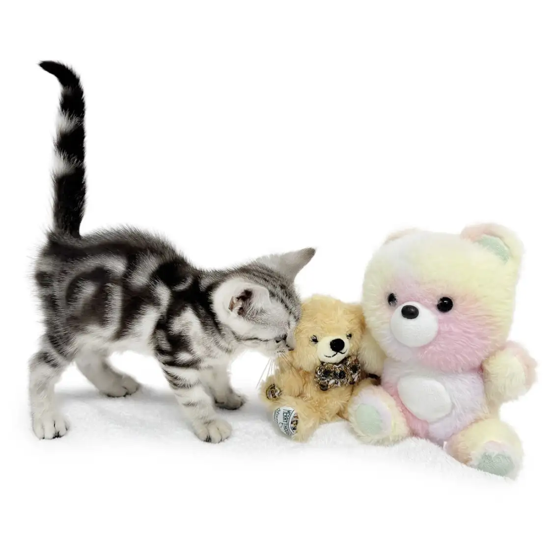 アメリカンショートヘア