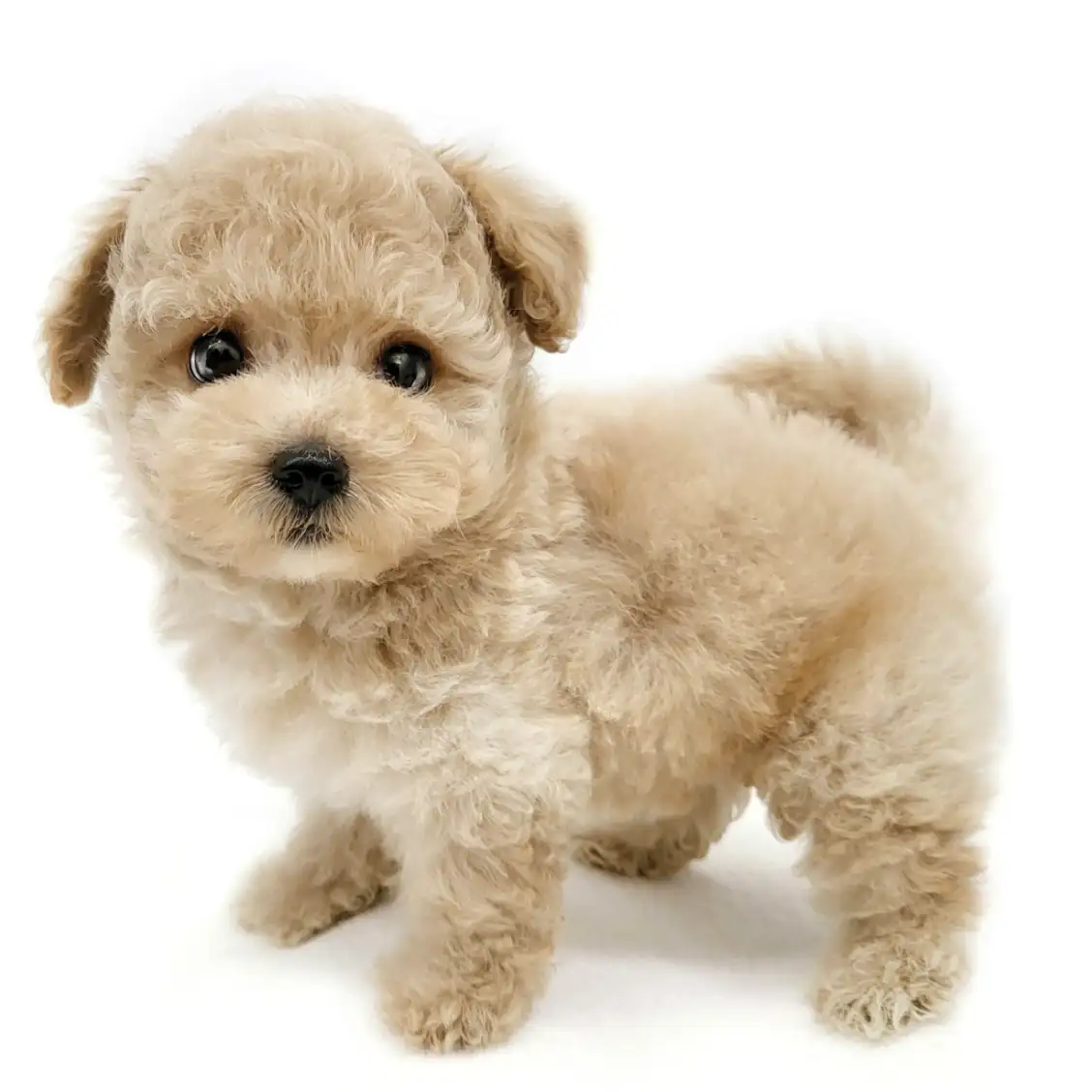 MIX(チワワ×トイプードル)