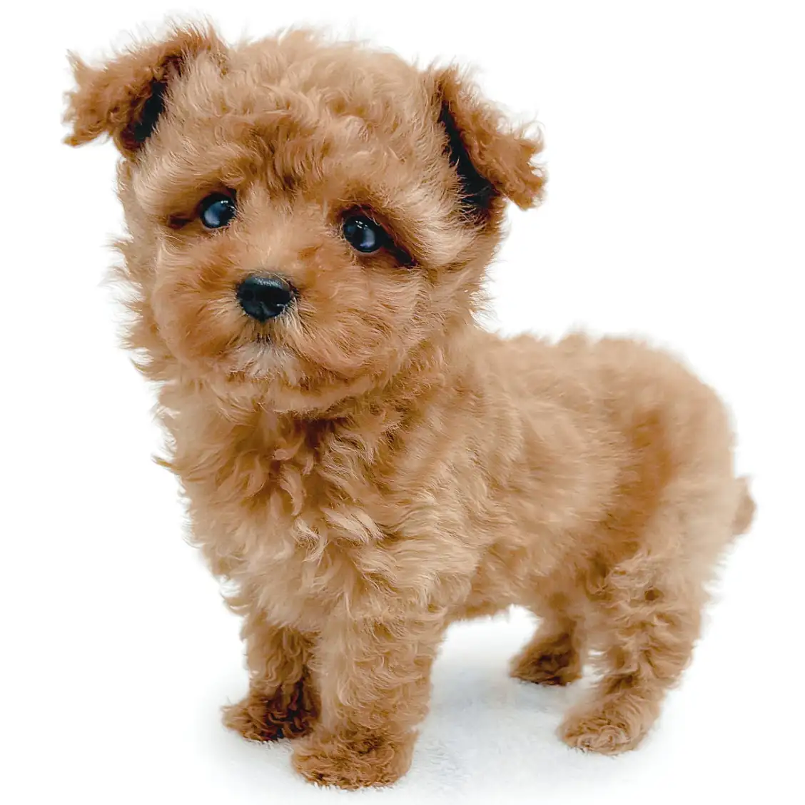 MIX（トイプードル×マルチーズ）