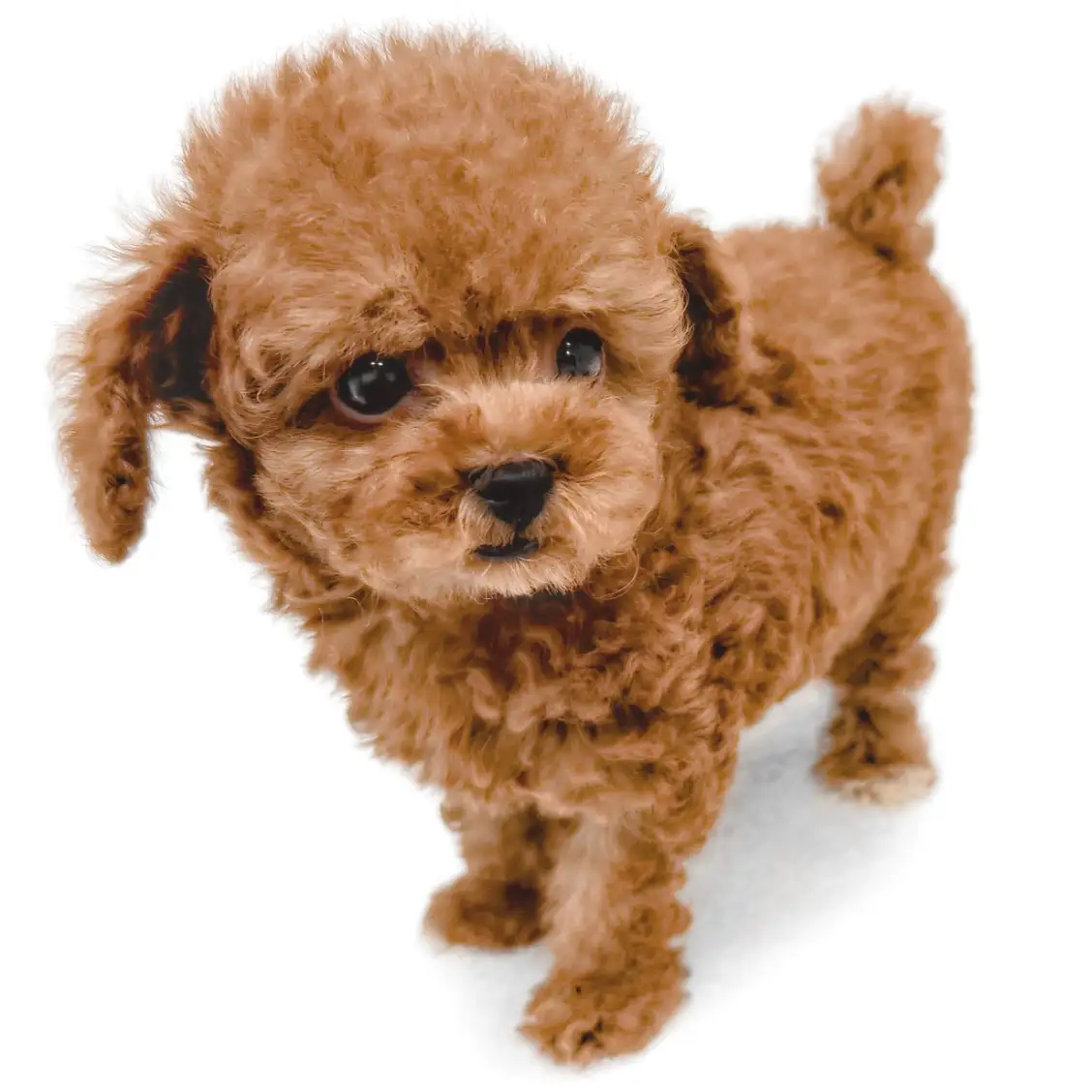 トイ・プードル