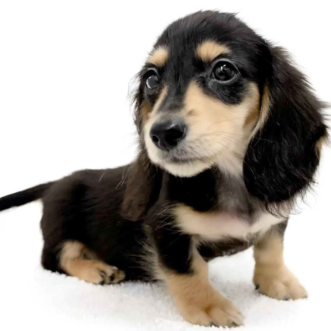 ミニチュア・ダックスフント