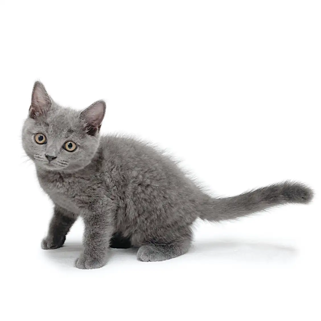 ブリティッシュショートヘア