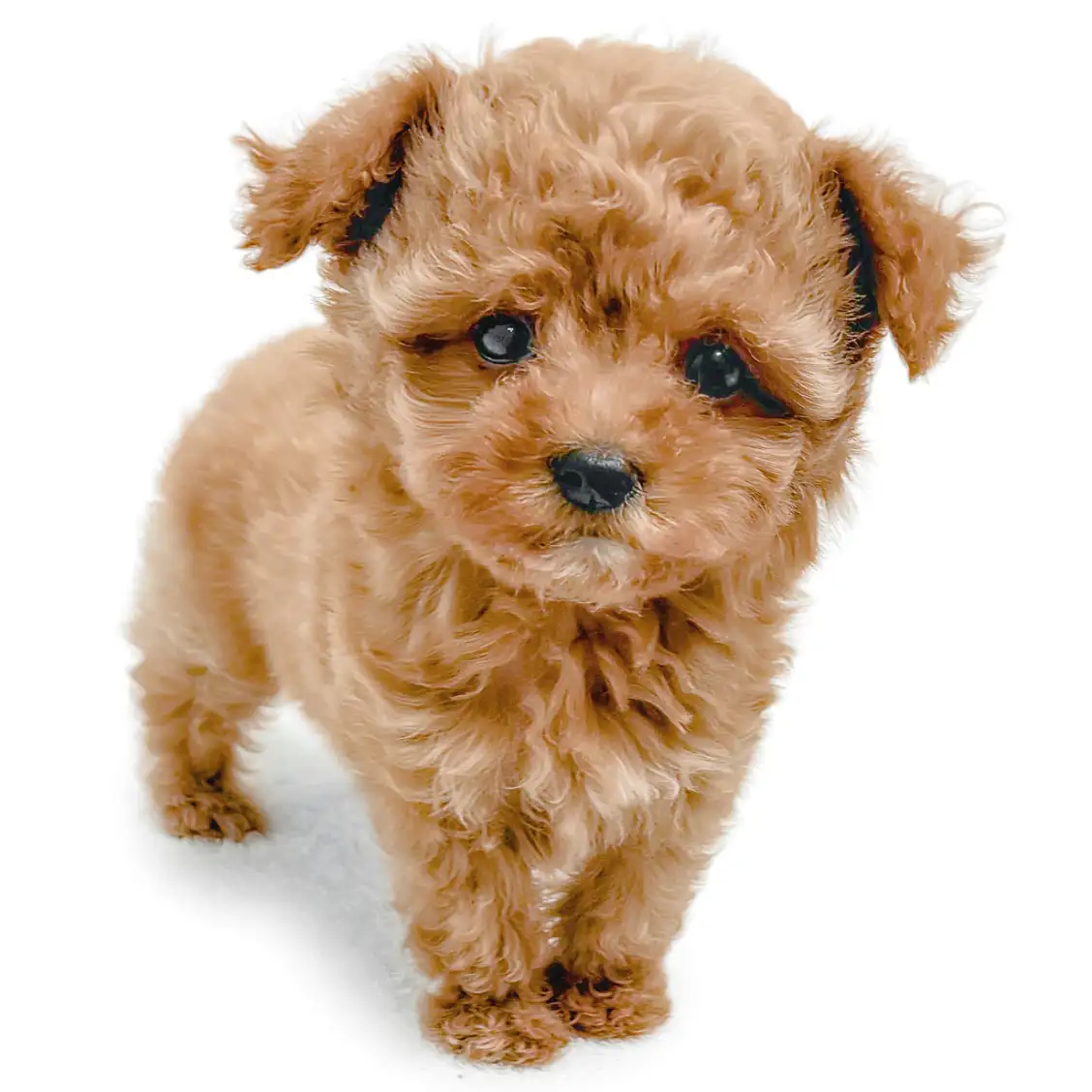 MIX（トイプードル×マルチーズ）