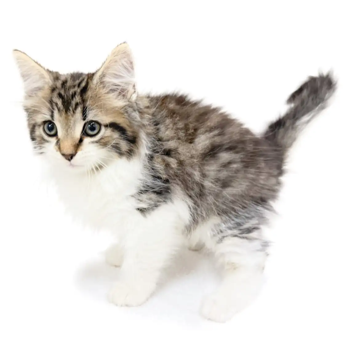 ノルウェージャンフォレストキャット