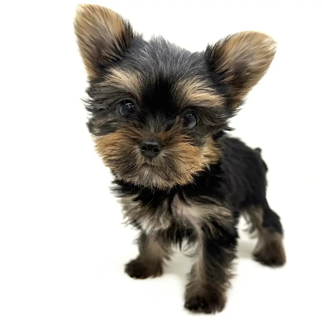 ヨークシャーテリア