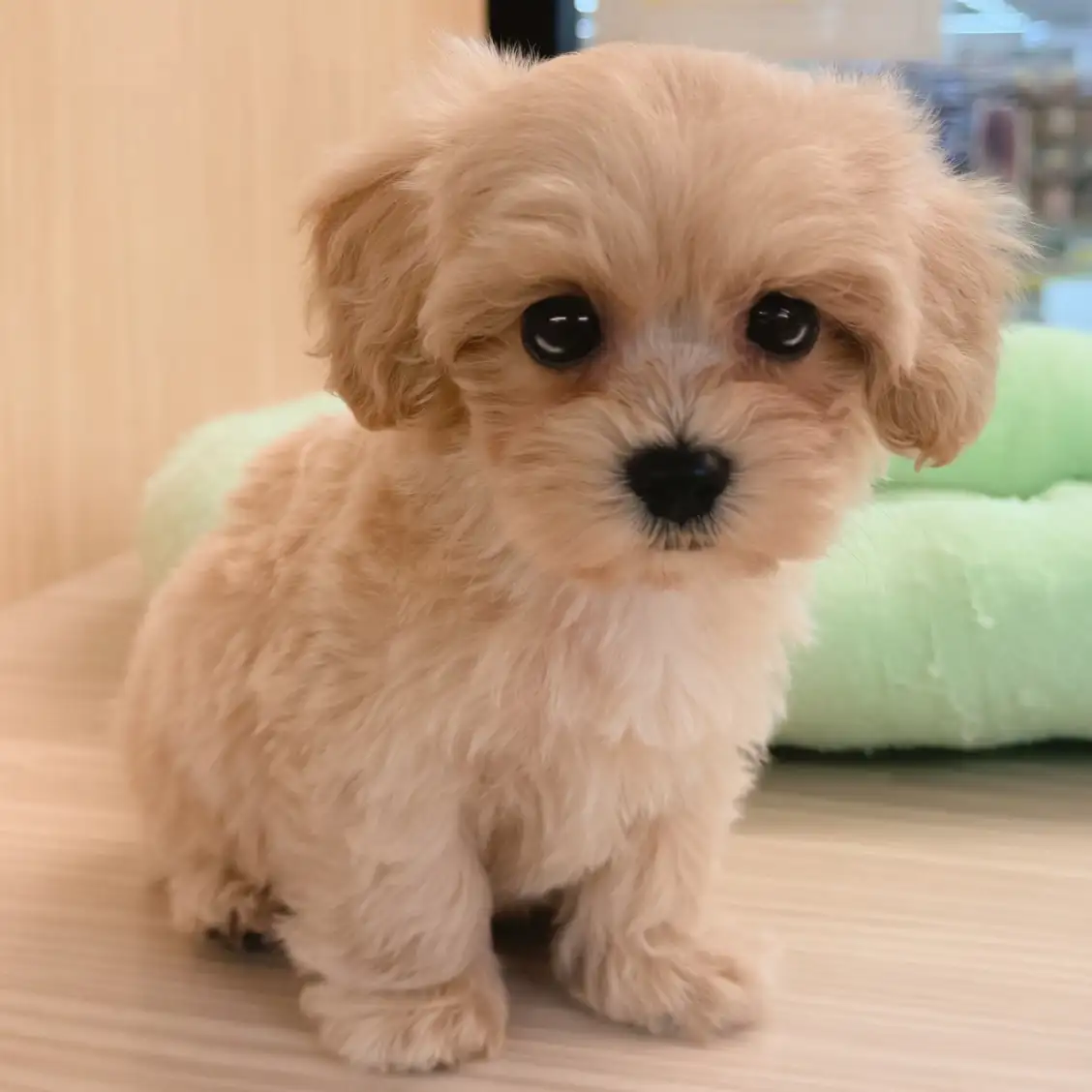 MIX（マルチーズ×トイプードル）