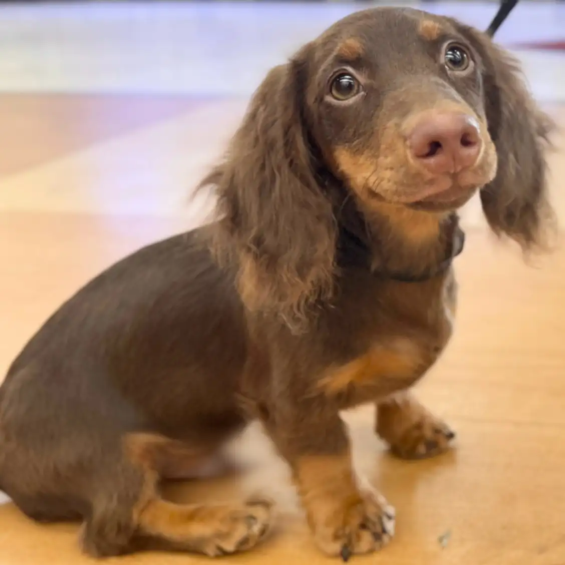 ミニチュア・ダックスフント