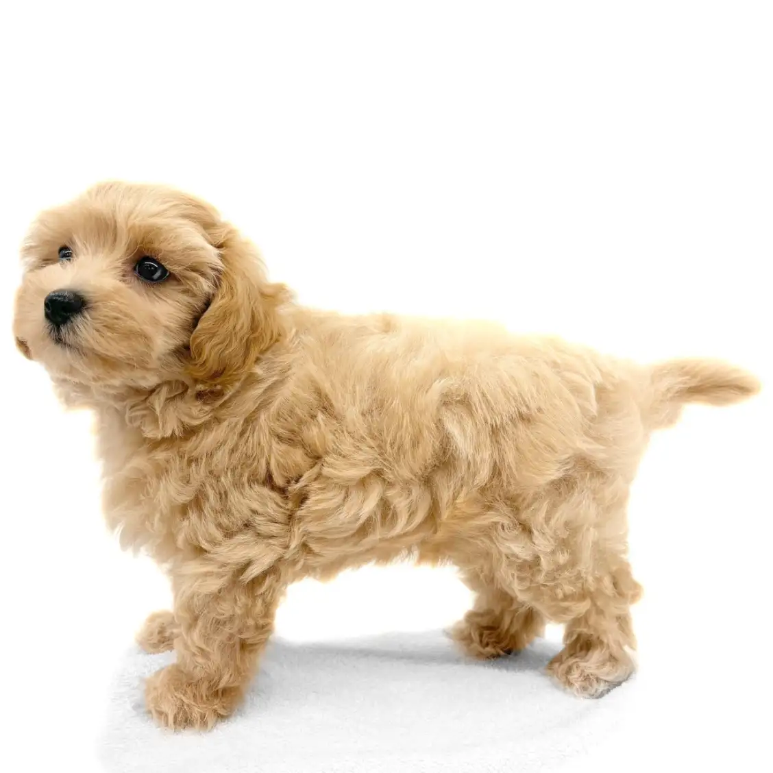 MIX（トイプードル×マルチーズ）