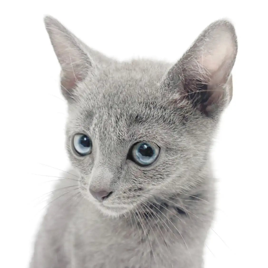 ロシアンブルー