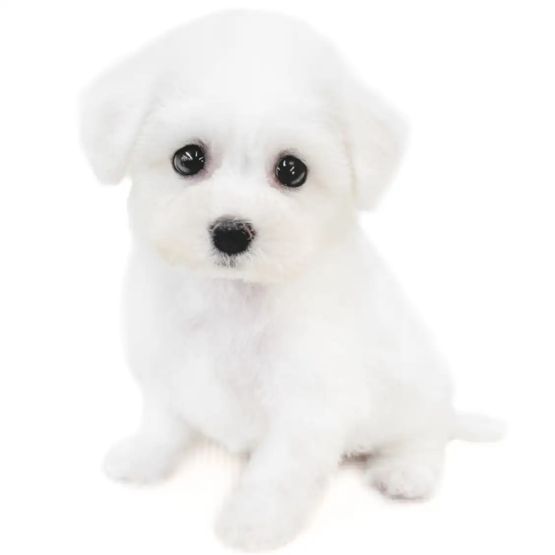 ビションフリーゼ