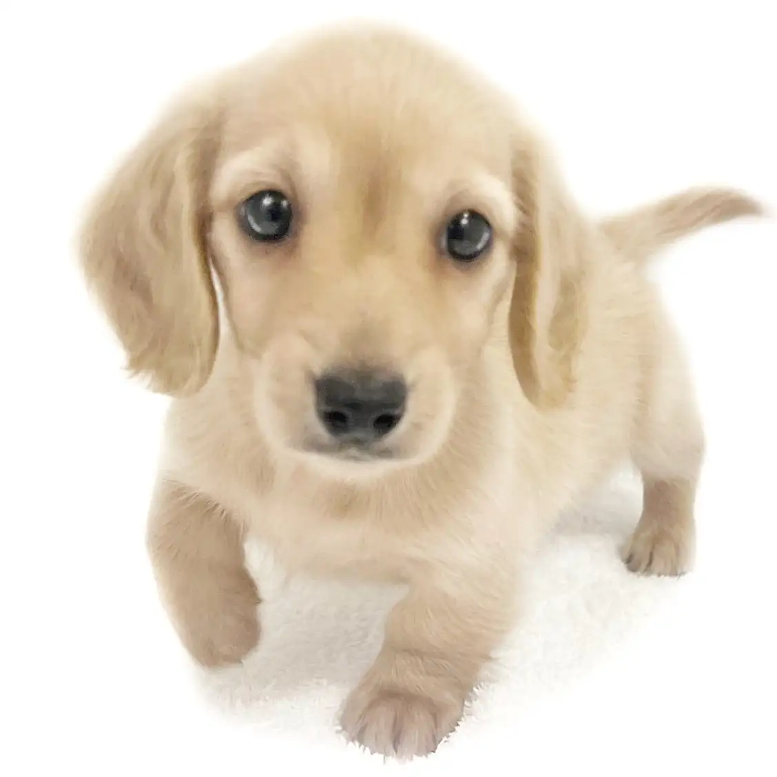 ミニチュア・ダックスフント