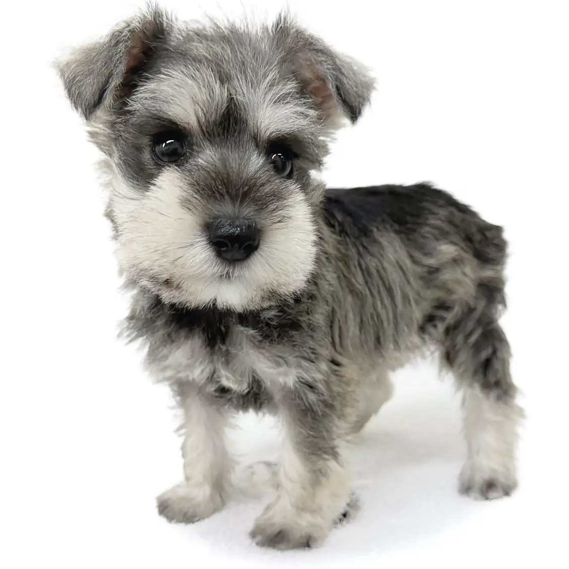 ミニチュア・シュナウザー