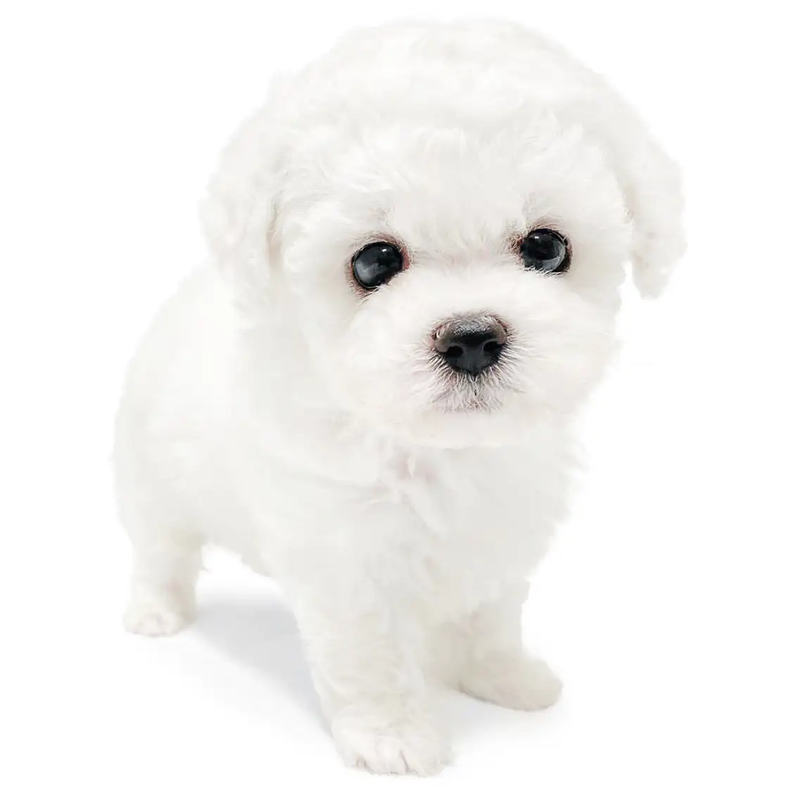 ビションフリーゼ