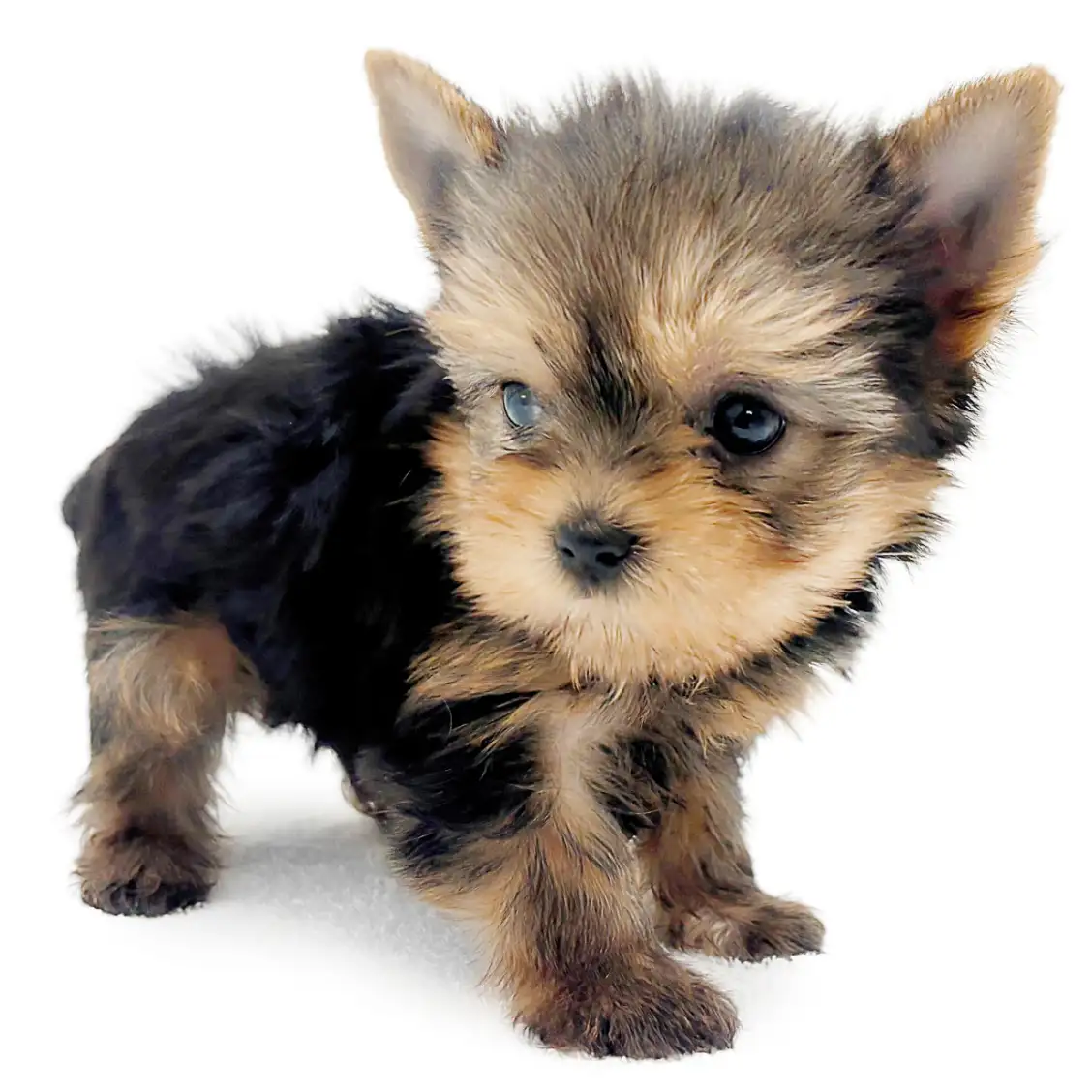 ヨークシャーテリア