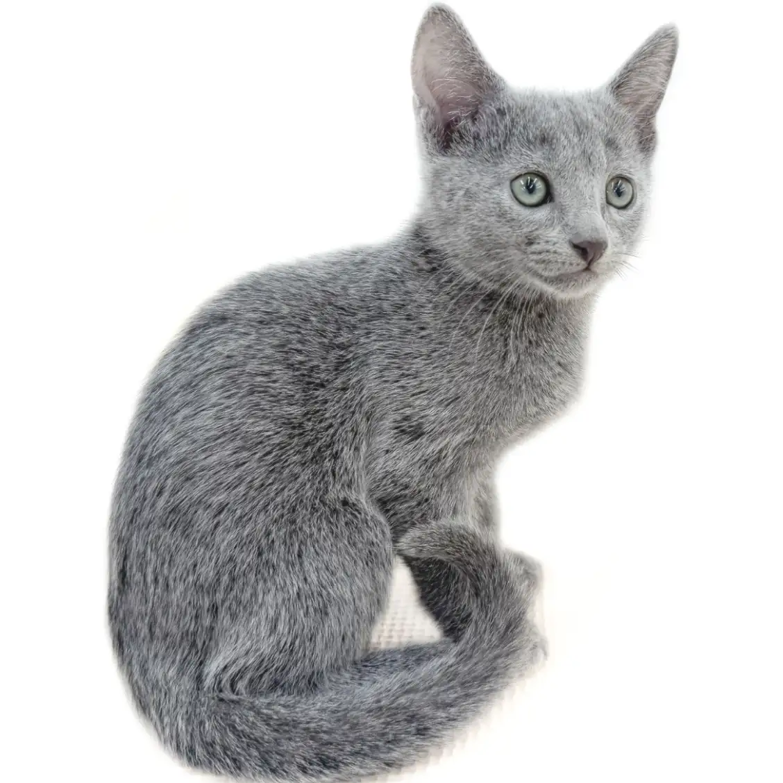 ロシアンブルー