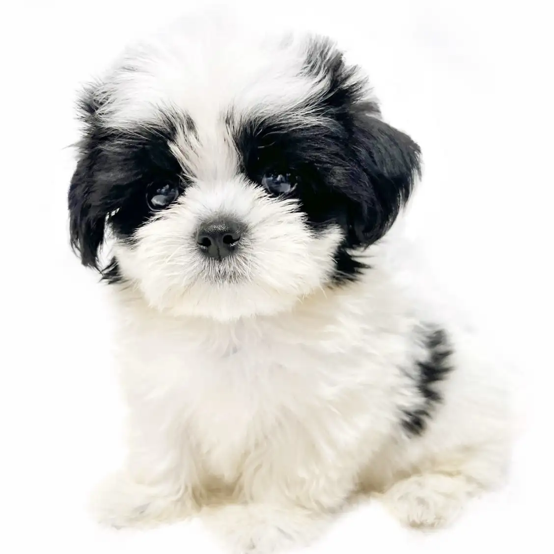 MIX（マルチーズ×シーズー）