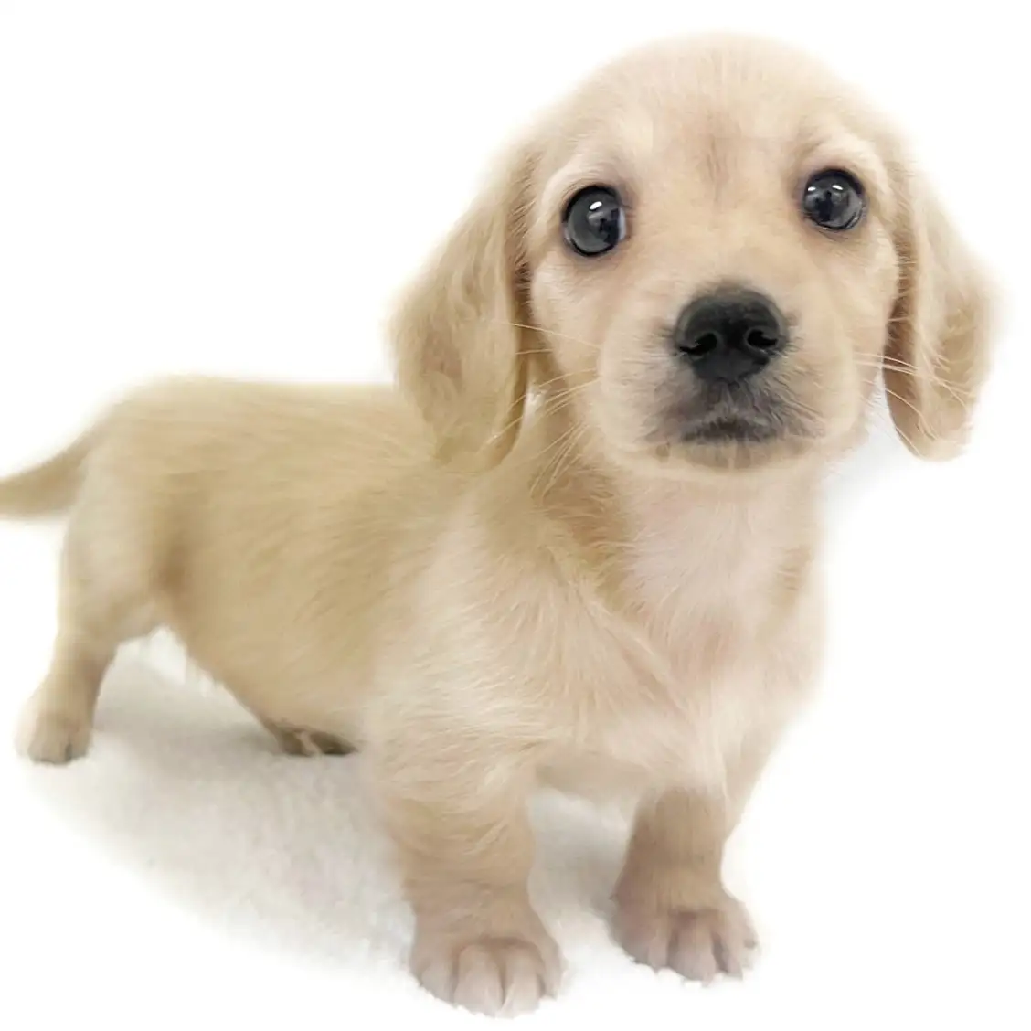 ミニチュア・ダックスフント