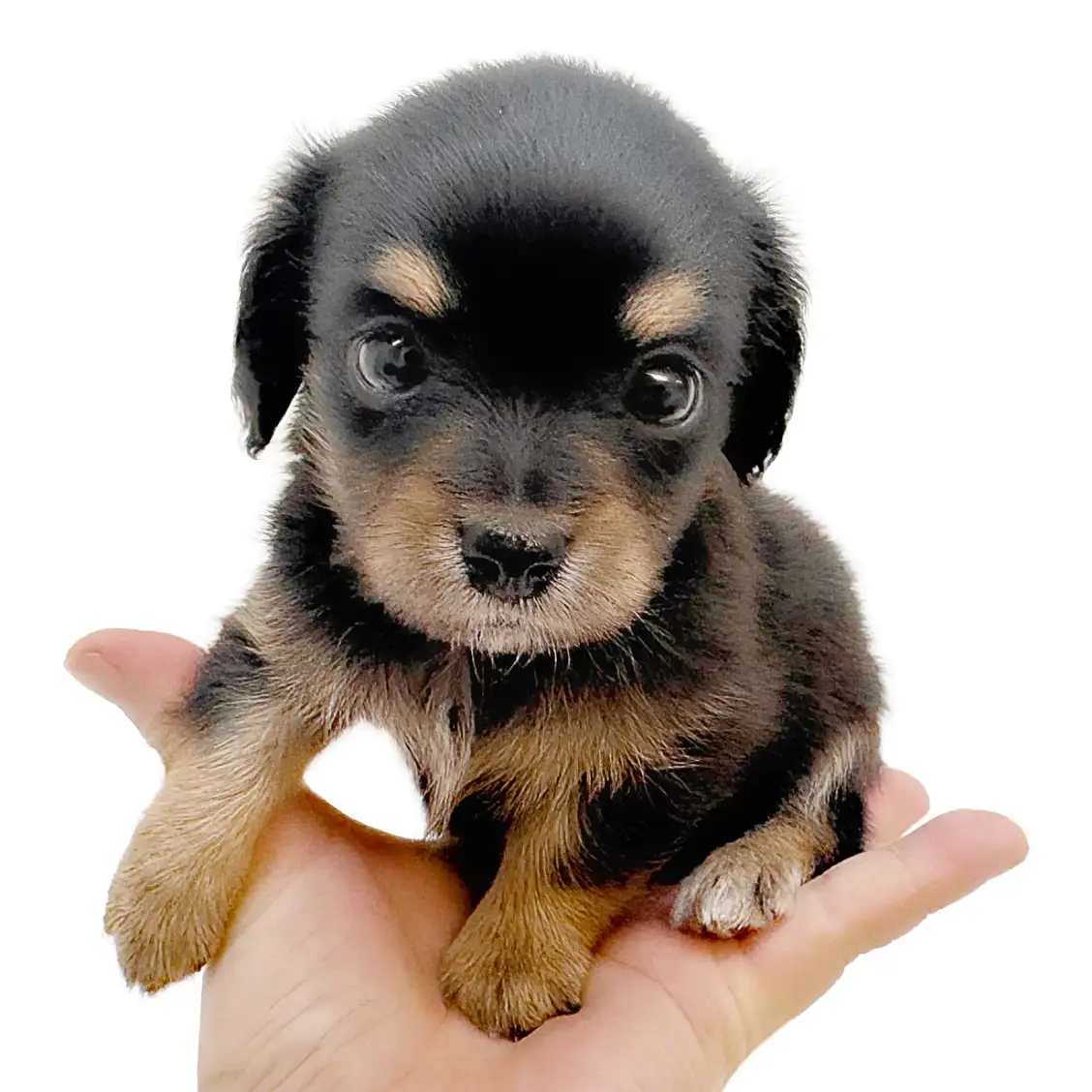 MIX(チワワ×ミニチュアダックスフント)