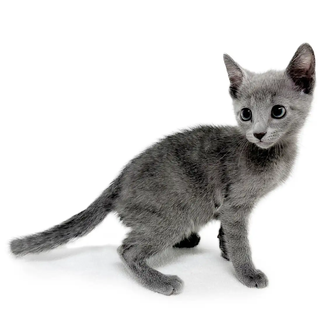 ロシアンブルー