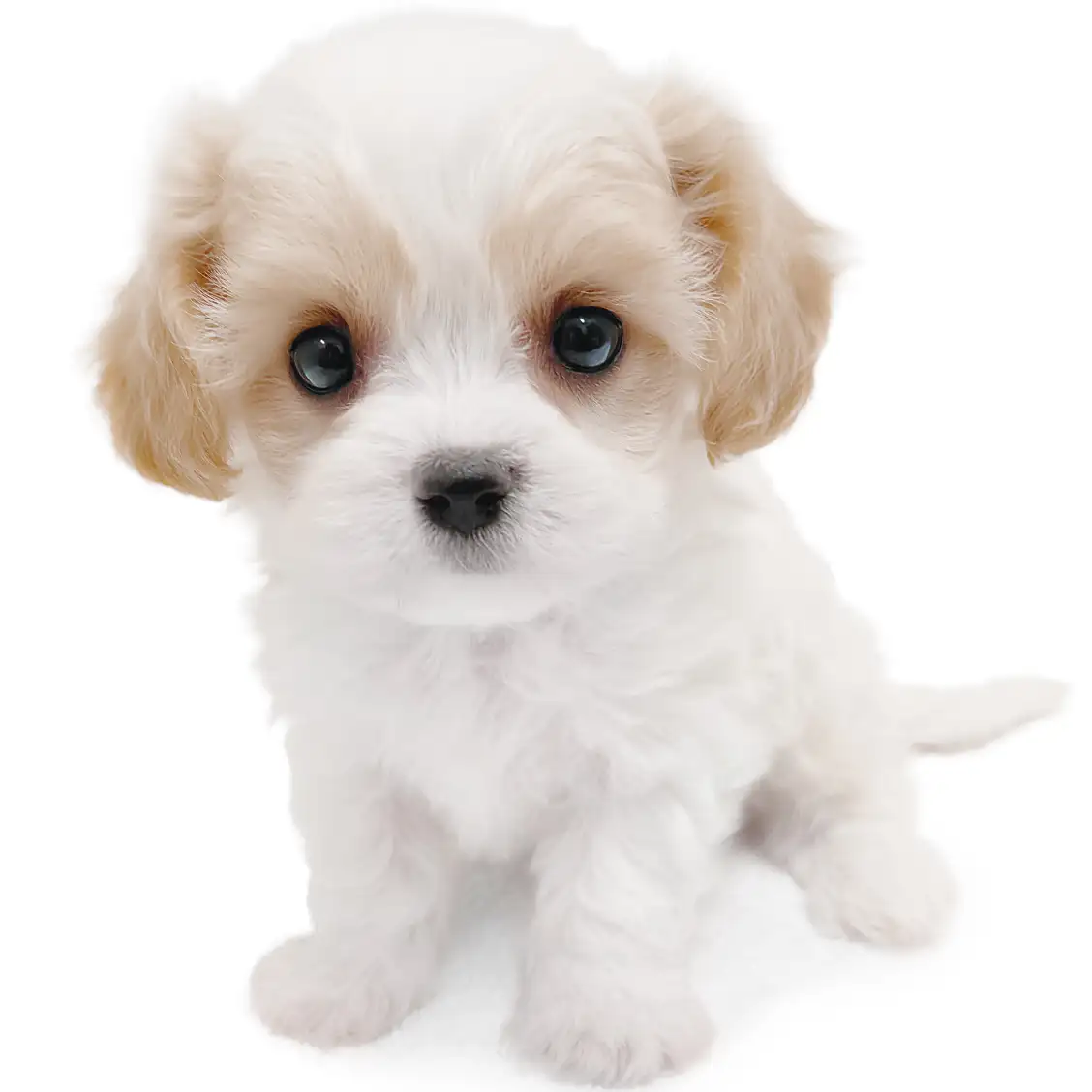 MIX（キャバリアキングチャールズスパニエル×ビションフリーゼ）